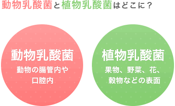 動物乳酸菌と植物乳酸菌はどこに？